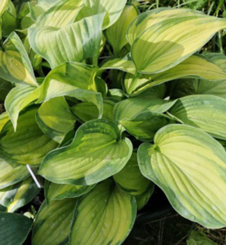 Hosta (Bohyka) OLD GLORY kont. 1 l