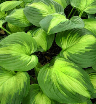 Hosta (Bohyka) ENCHILADAS, kont. 1 l