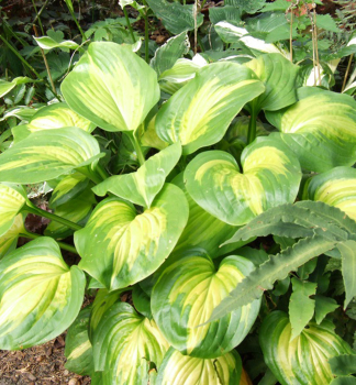 Hosta (Bohyka) ENCHILADAS, kont. 1 l