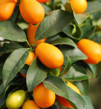 Citrus Kumqat ´MEIWA´ 30-40 cm, kont. 2 l