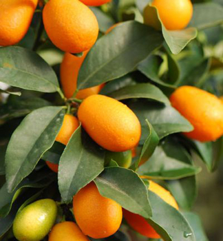 Citrus Kumqat MEIWA 30-40 cm, kont. 2 l