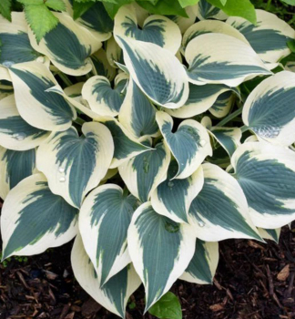 Hosta (Bohyka) BLUE IVORY kont. 1 l