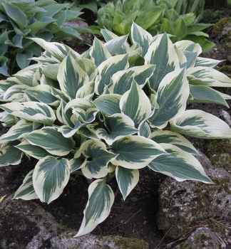 Hosta (Bohyka) BLUE IVORY kont. 1 l