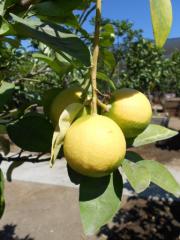 Obr�zok (1)