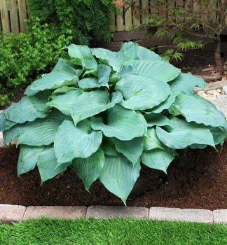 Hosta (Bohyka) MOONLIGHT SONATA kont. 1 l