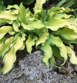 Hosta (Bohyka) RIPPLE EFFECT kont. 1 l