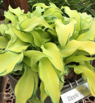 Hosta (Bohyka) RIPPLE EFFECT kont. 1 l