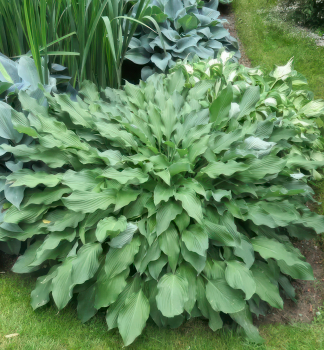 Hosta (Bohyka) GET NEKKID kont. 1 l