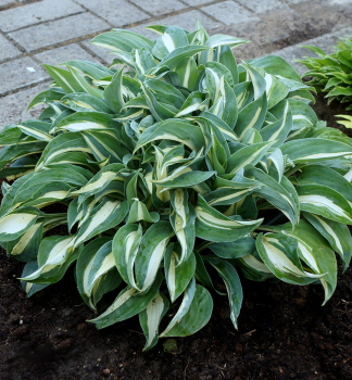 Hosta (Bohyka) LITTLE TREASURE kont. 1 l