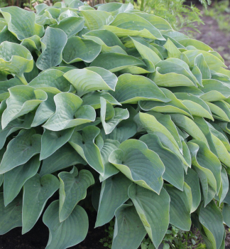 Hosta (Bohyka) CANADIAN BLUE kont. 1 l