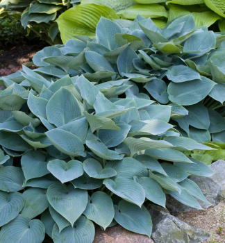Hosta (Bohyka) CANADIAN BLUE kont. 1 l
