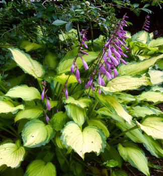 Hosta (Bohyka) LADY GUINEVERE kont. 1 l