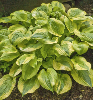 Hosta (Bohyka) SUMMER BREEZE kont. 1 l