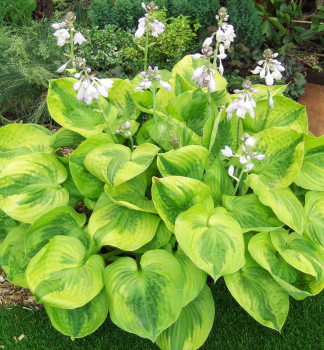 Hosta (Bohyka) SUMMER BREEZE kont. 1 l