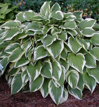 Hosta (Bohyka) ANTIOCH kont. 1 l