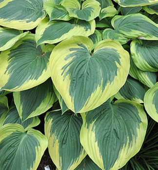 Hosta (Bohyka) BROAD BAND kont. 1 l