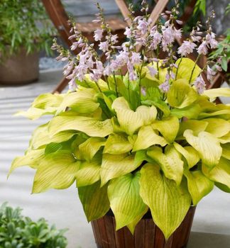 Hosta (Bohyka) KI REN JYAKU kont. 1 l