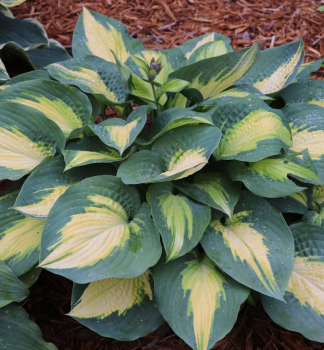 Hosta (Bohyka) SMASH HIT kont. 1 l