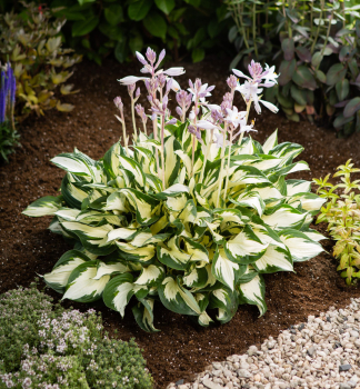 Hosta (Bohyka) PAUL REVERE kont. 1 l