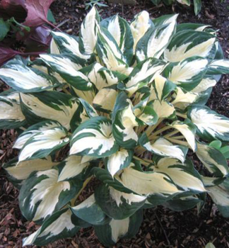 Hosta (Bohyka) PAUL REVERE kont. 1 l