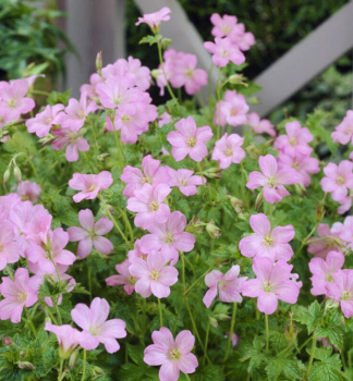 Kakost WARGRAVE PINK kont. 0,5 l