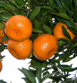 Mandarinkovník ´MANDARINO´, na kmínku 25 cm, kont. 3 l