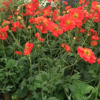 Kuklk hybridn TEMPEST SCARLET kont. 0,5 l