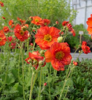 Obr�zok (9)