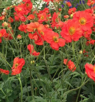 Kuklk hybridn TEMPEST SCARLET kont. 0,5 l