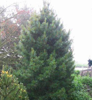 Borovice limba �COMPACTA GLAUCA� 40-50 cm, kont. 7,5 l