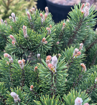 Borovice pyrenejsk� �SILVER CANDLES� 30-40 cm, kont. 7,5 l