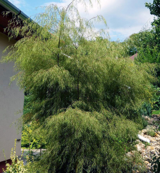 Bza pevisl KARACA 120-130 cm, kont. 5 l