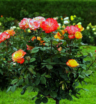 Růže stromková ´ALINKA´ na kmínku 100 cm, kont. 7 l