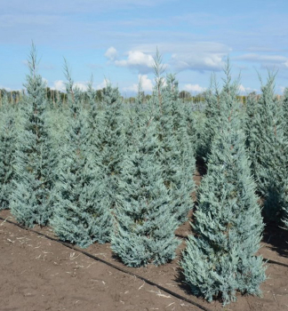 Cypi arizonsk GLAUCA 40-50 cm, kont. 2,5 l