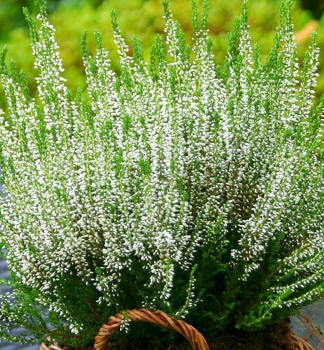 V�esovec ple�ov� �WHITE�, kont. 0,5 l