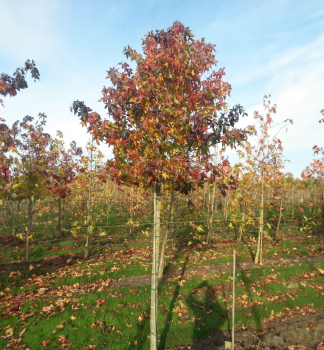 Ambro zpadn AUTUMN COLOR GLOBE 150-160 cm, kont. 7 l