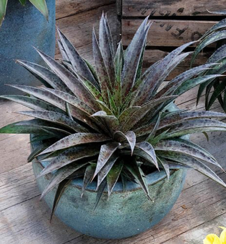 Mangave PINEAPPLE EXPRESS 30-40 cm, kont. 5 l