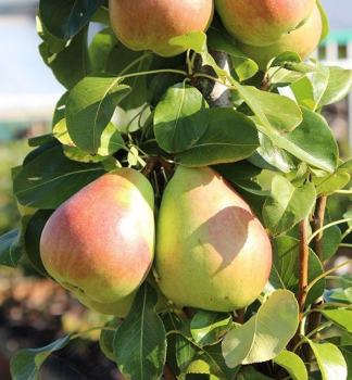 Hru�e� sloupovit� �OBELISK�� podn. kdoulo�, prostok.