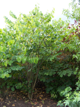 Obr�zok (5)