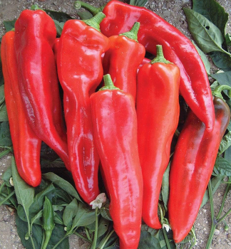 Paprika sladk GIMBOTOP, kont. 0,5 l