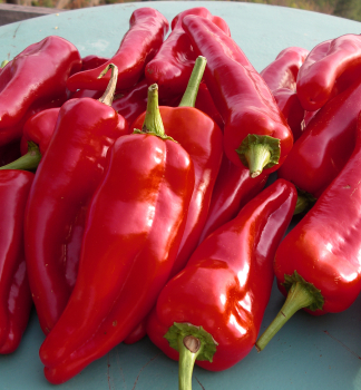 Paprika sladk� �CAPRICORN F1� 6 ks v multiplate