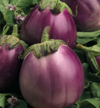 Lilek �BEATRICE F1�, kont. 0,5 l