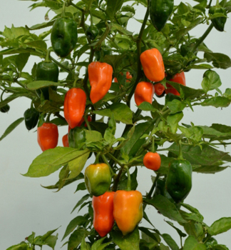 Chilli papri�ka �HABANERO ORANGE�, kont. 0,5 l