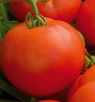 Raj�e ty�kov� �OPTIMA F1� 6 ks v multiplate