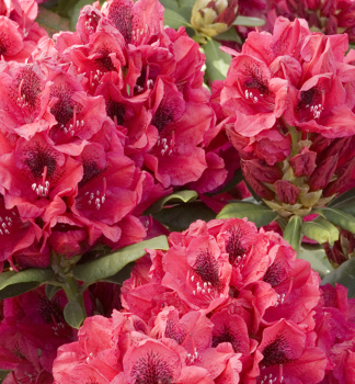 Pnink hybridn LORD ROBERTS 40-50 cm, kont. 5 l