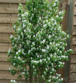 Muchovnk ololist OBELISK (Amelanchier) 80-90 cm, kont. 10 l
