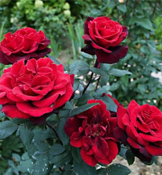 R��e velkokv�t� ke�ov� �BARKAROLE�� *** Tantau, 20-30 cm, kont. 2 l