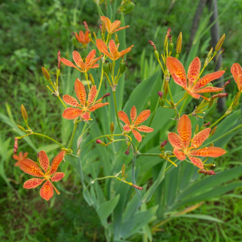 Obrzok (2)
