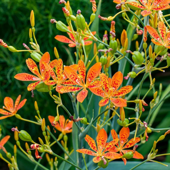 Obrázok (6) Obrázok (6)