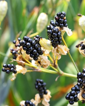 Obrázok (8) Obrázok (8)